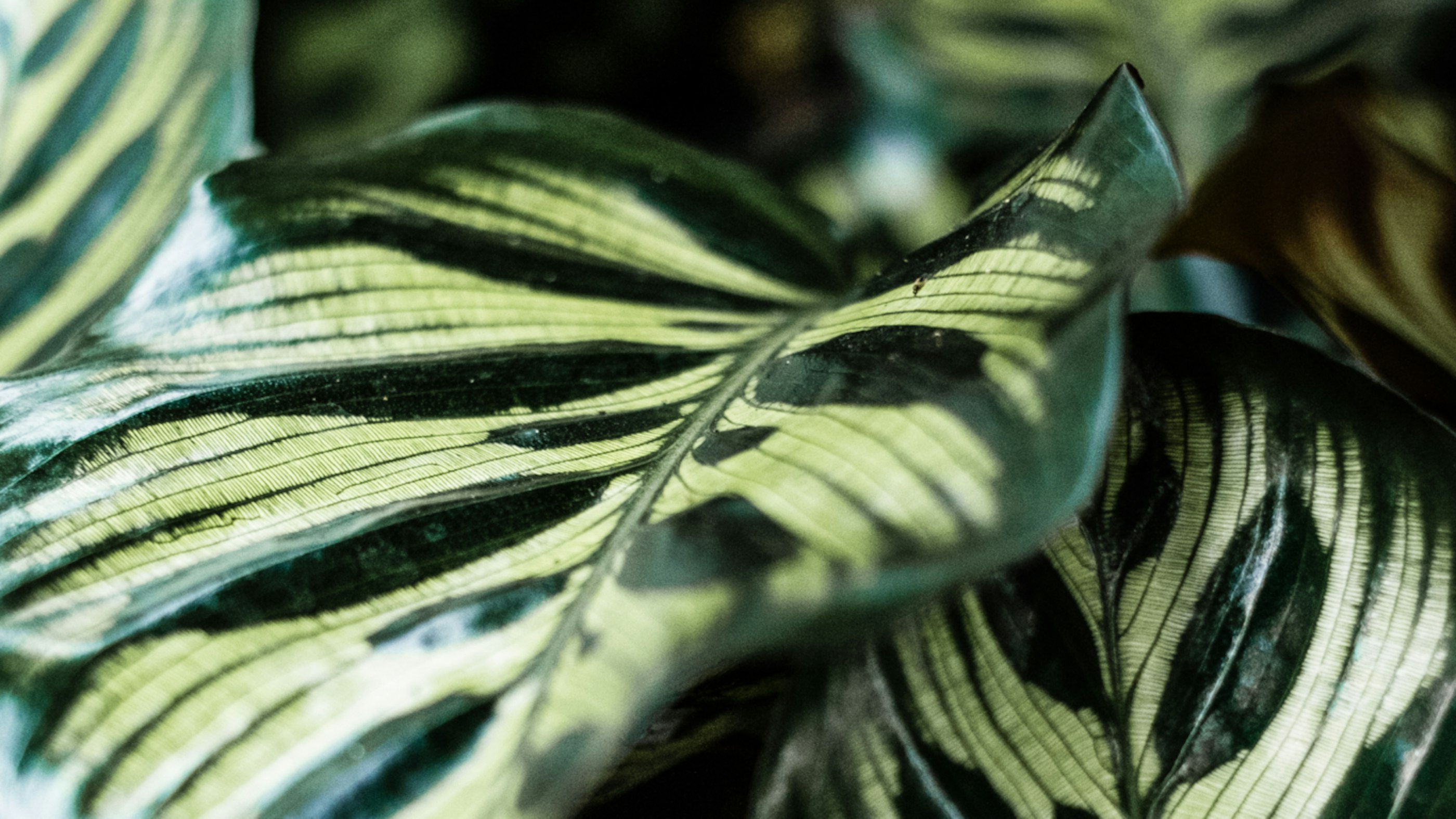 Ebus close ups 22