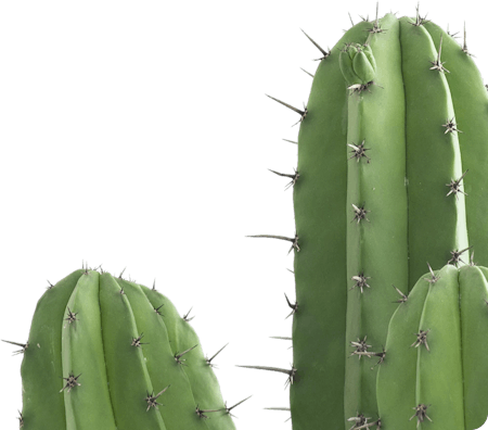 Ebus cactus home